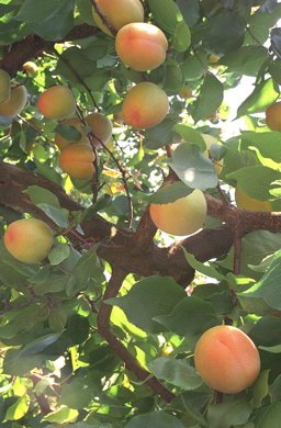 apricots