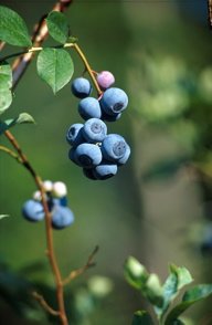 blueberries