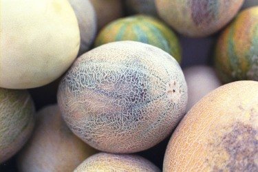 cantaloupe