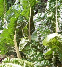 chard