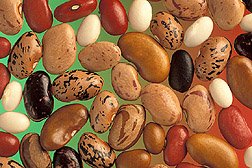 kidney beans