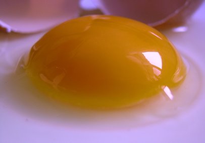 egg yolk